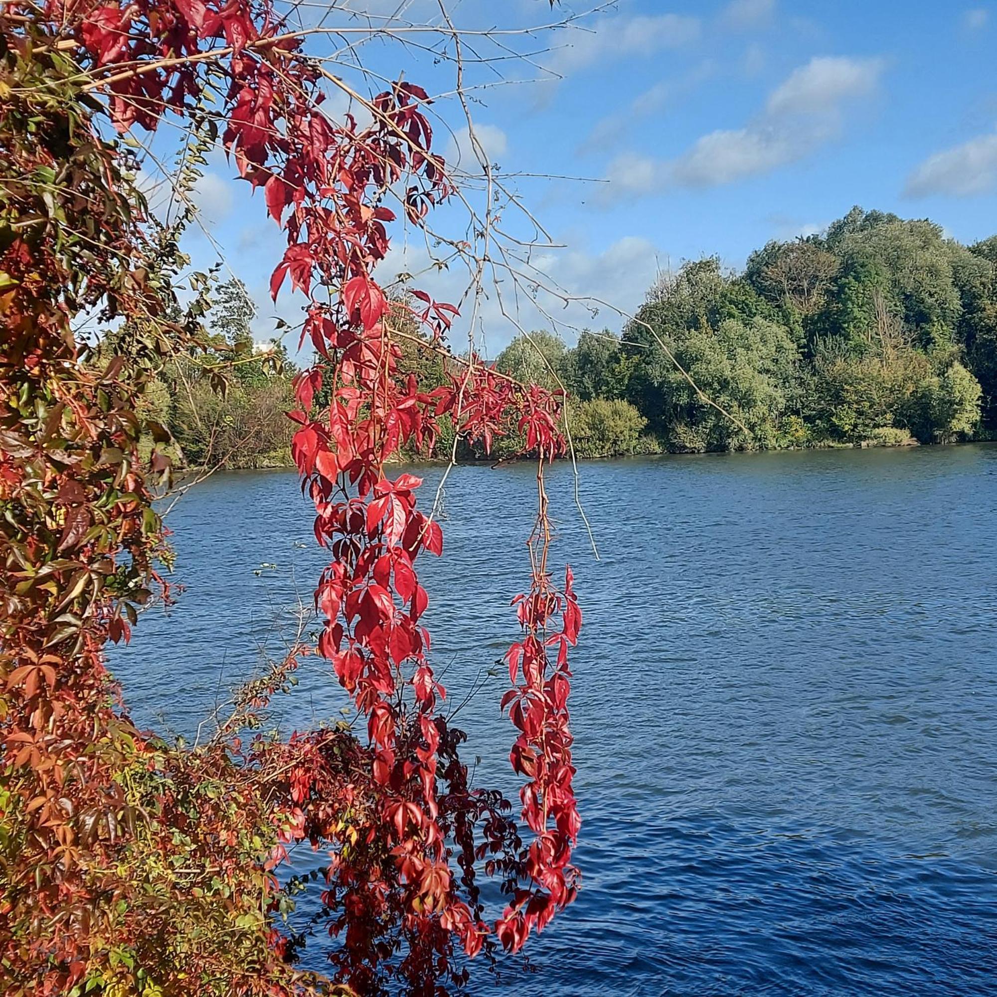 Les Seringats Poissy Buitenkant foto